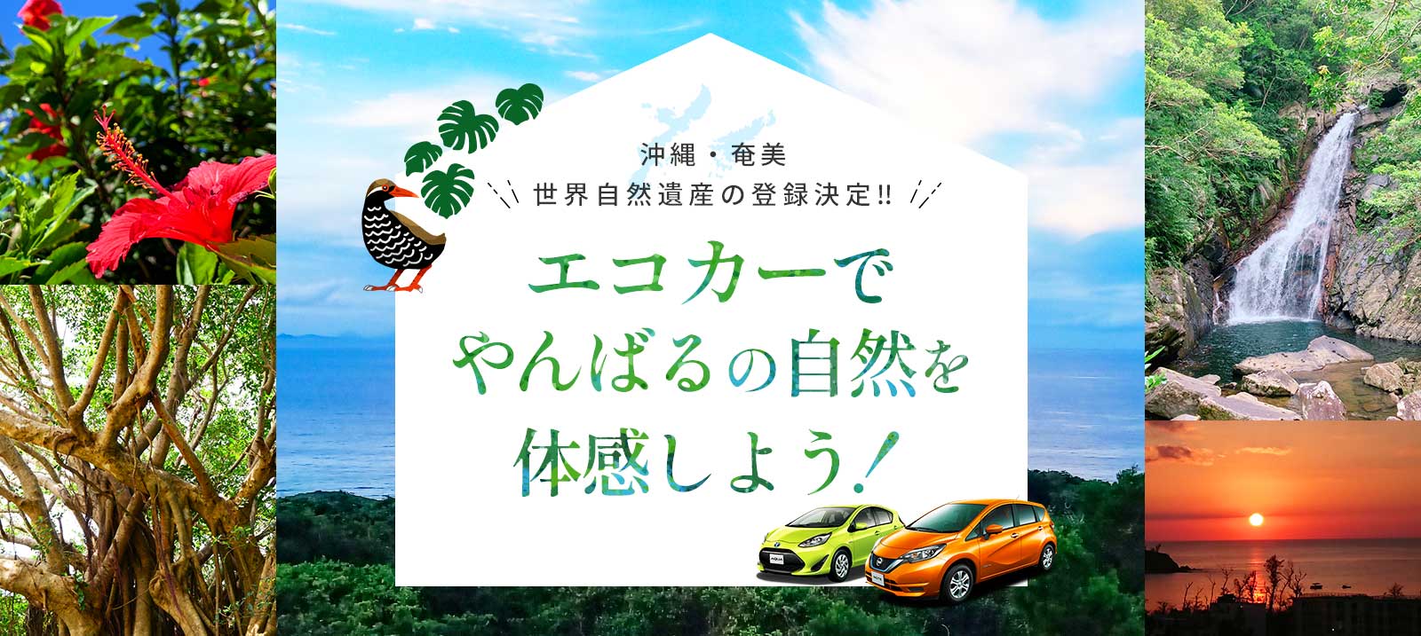 2021年7月「沖縄・奄美」世界自然遺産の登録記念キャンペーン